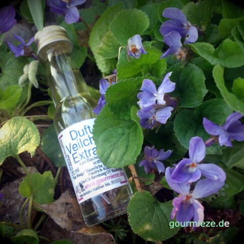 Flasche Veilchenextrakt in Blüte